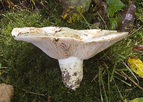 Lactarius controversus